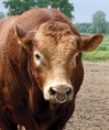 /album/photogallery/testa-toro-jpg/